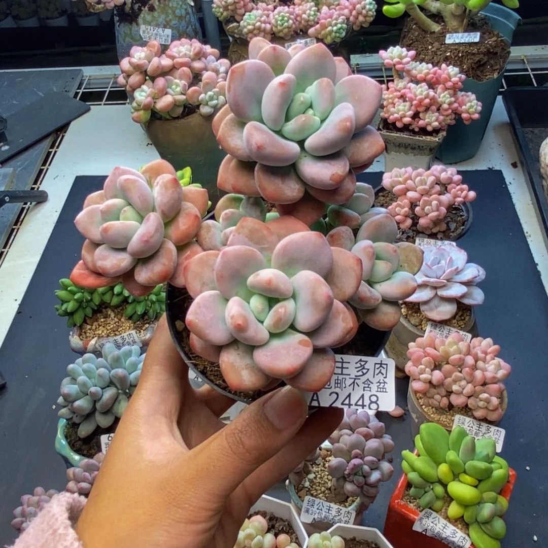 448樱花洛神多肉10c m