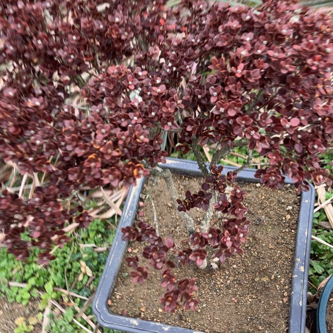 佛***手无花朵安徽珍珠黄杨