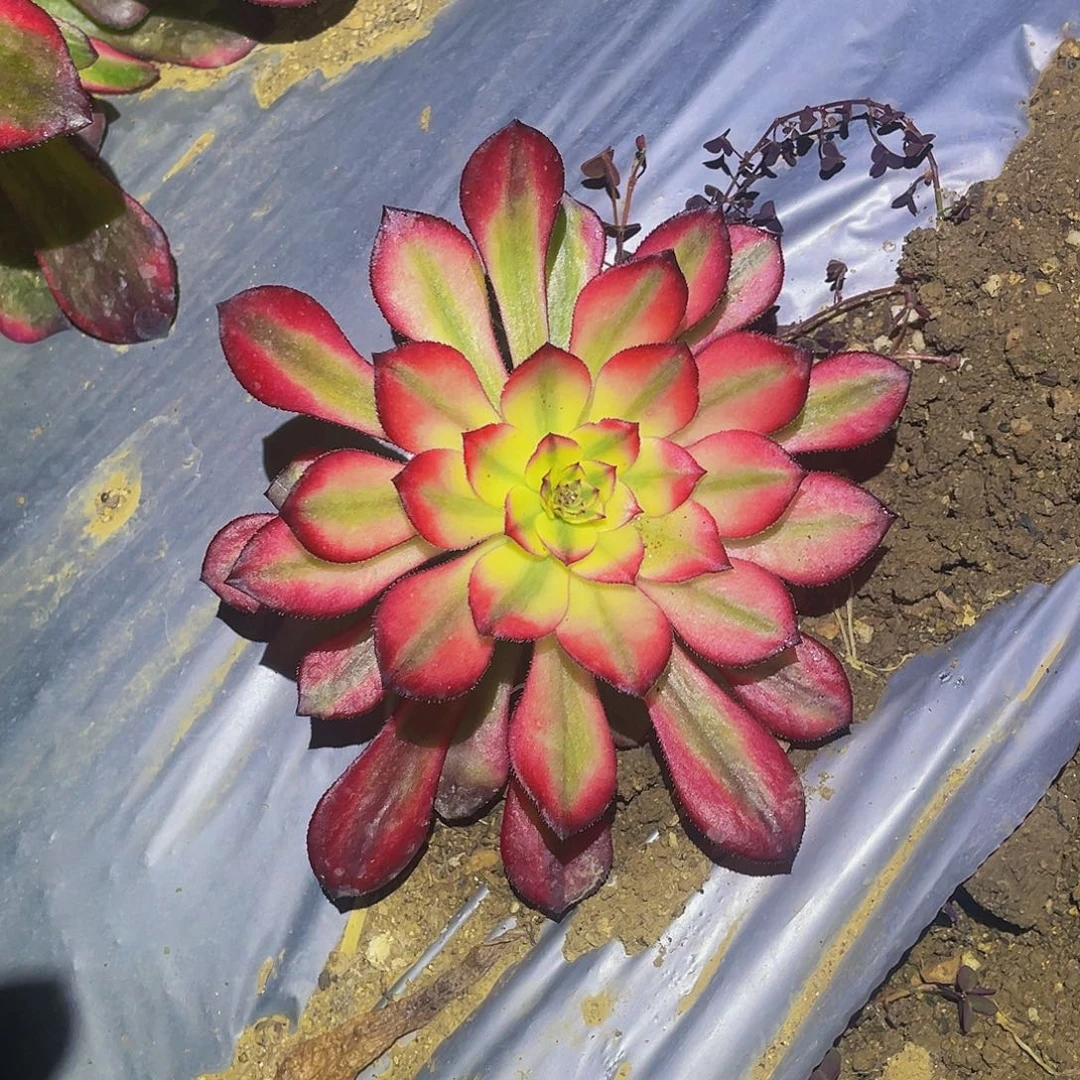 1428彩虹糖多肉植物
