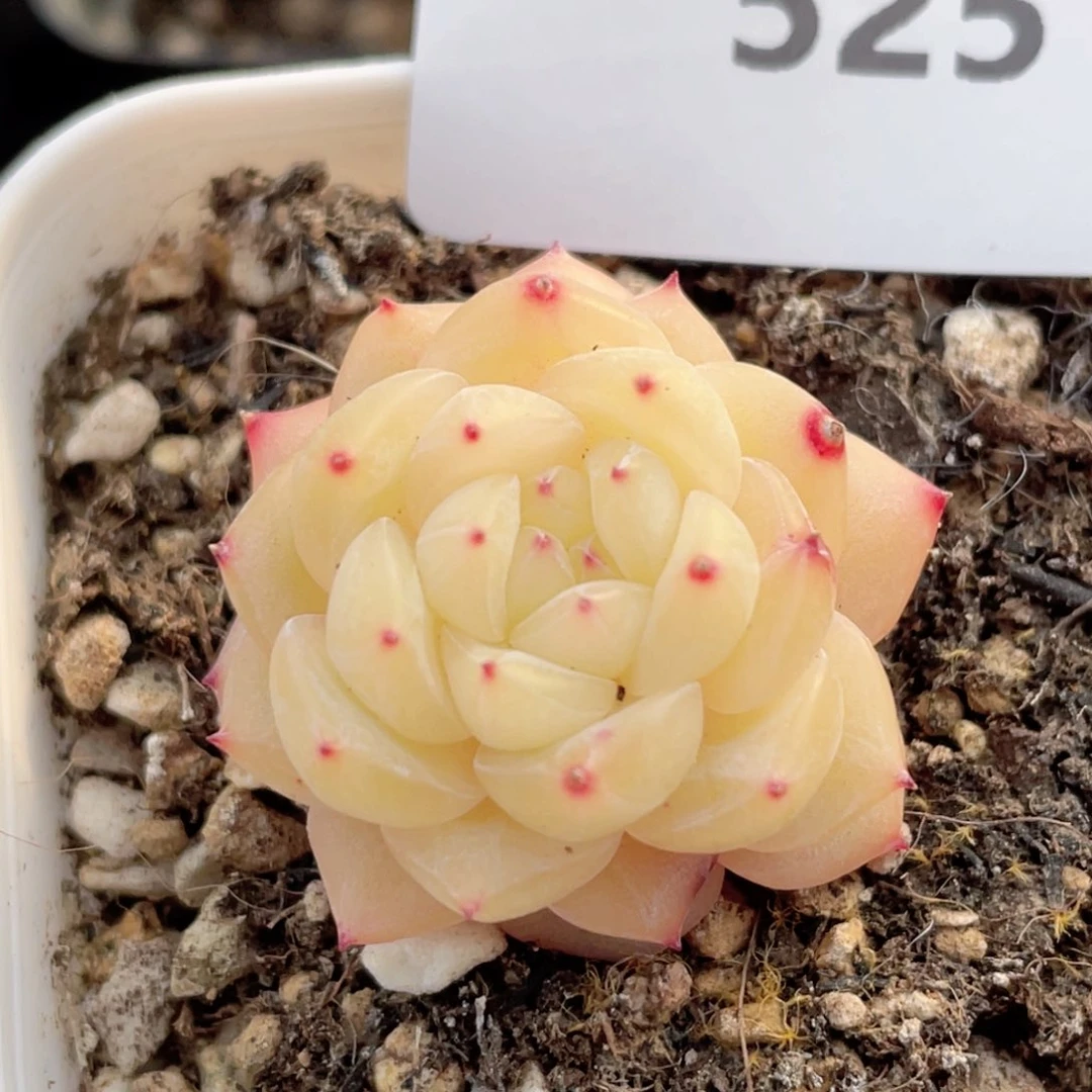 525号糖心冰心珍妮