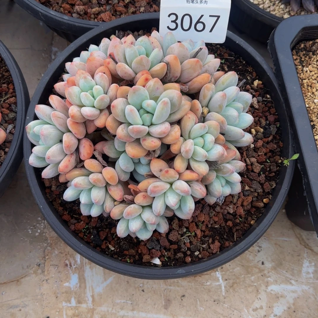 香水福利特价3067号111