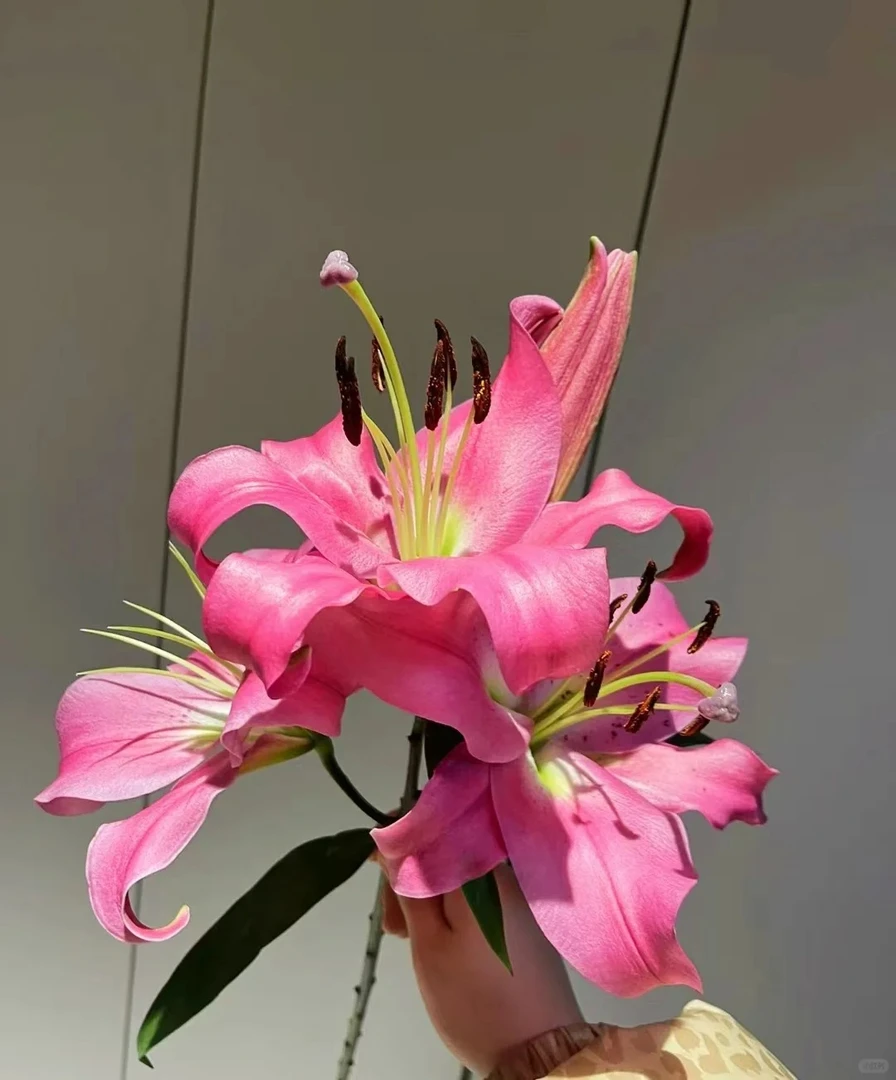 【花满堂】百合 普拉芬多 云南鲜花一单包邮 发货后不支持退款