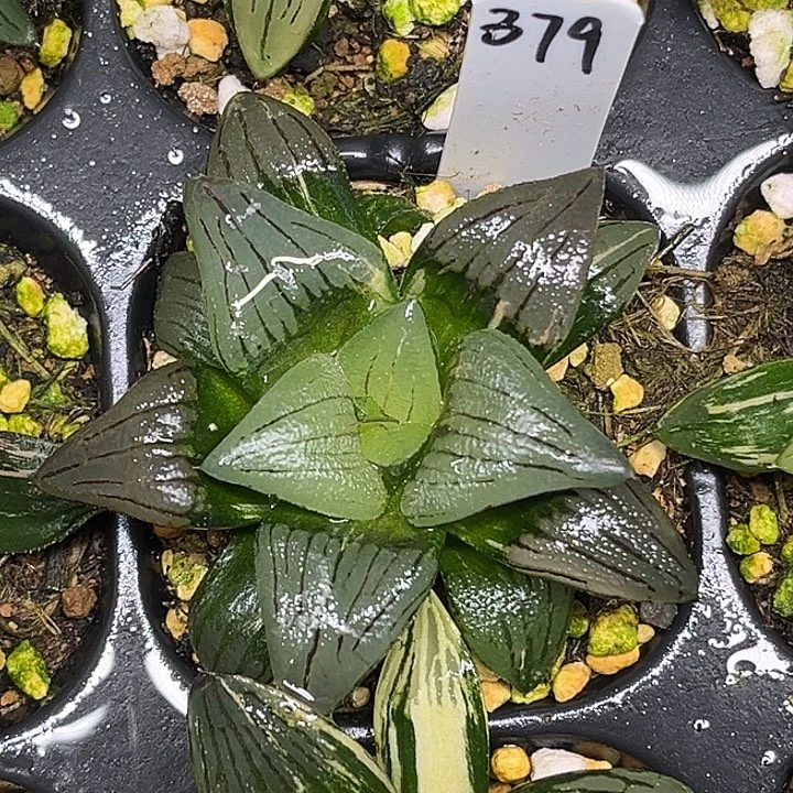 379红纹寿锦脱土发货