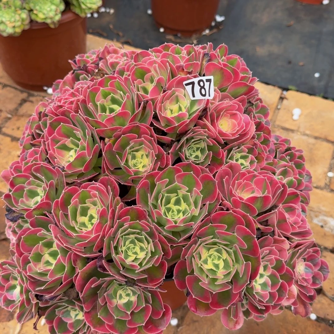 冰***2787多肉植物多肉植物