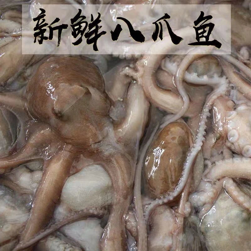 本地海捕章鱼 八爪鱼 冰鲜或速冻发货 可试吃一只不鲜包退 送调料