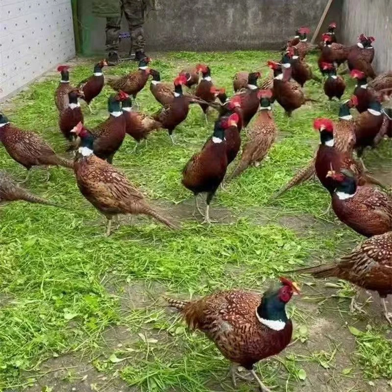 农村散养七彩山鸡散养180天