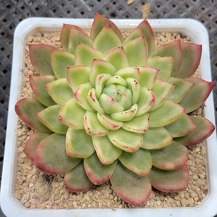 水晶珍妮锦多肉植物