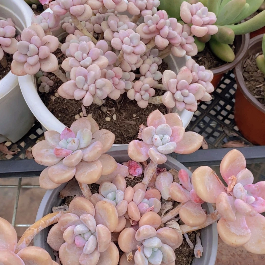 一盆艾伦，一盆克洛伊