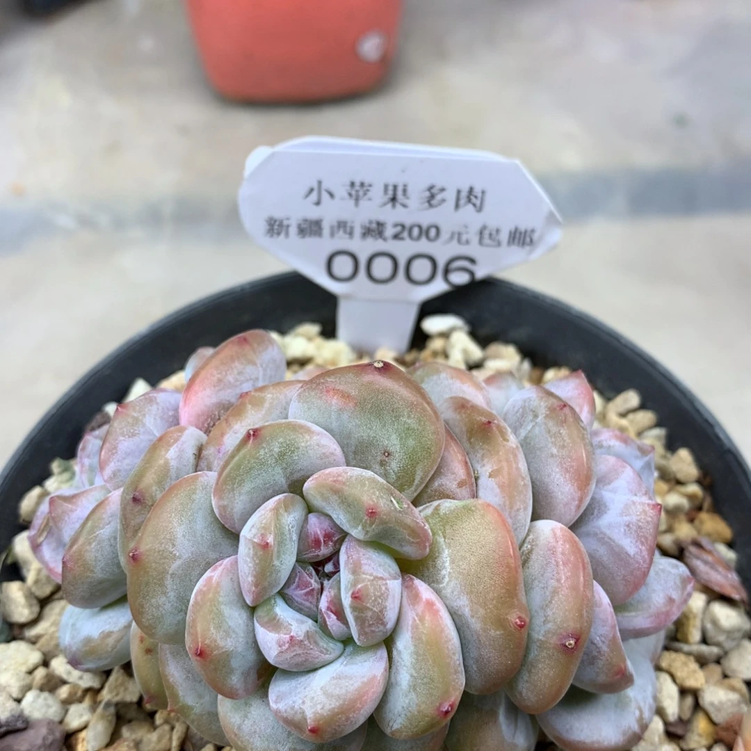 绿底紫心006/8cm3头