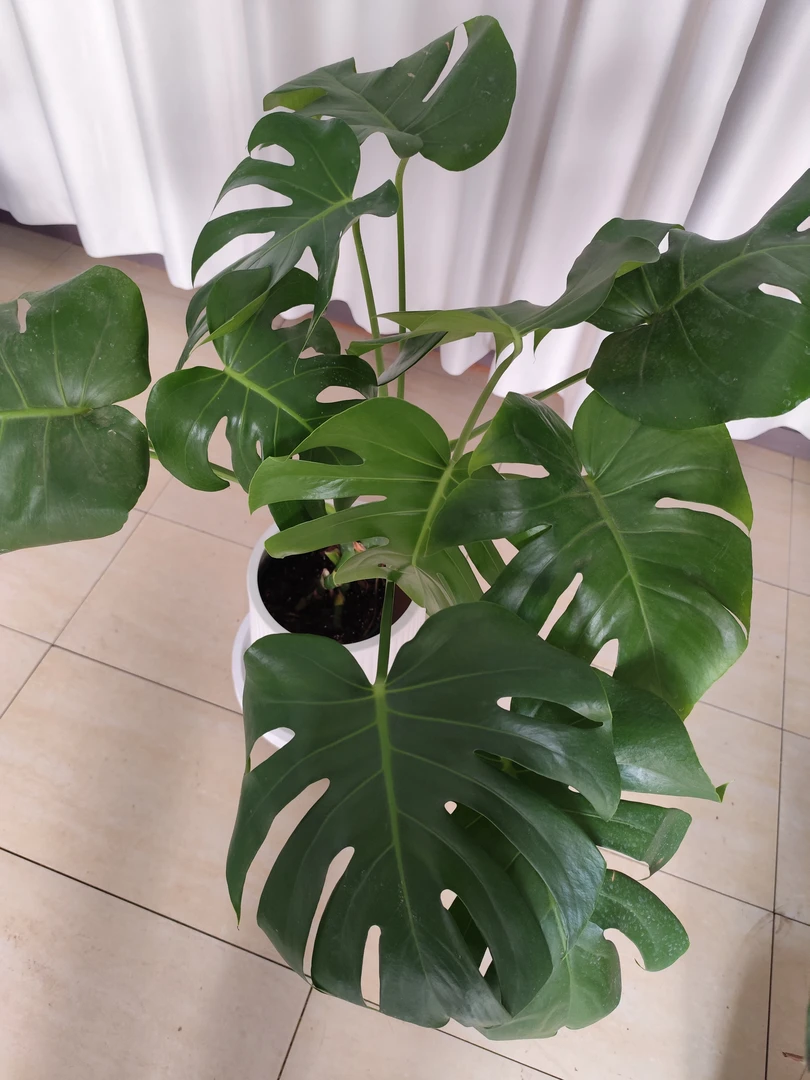 龟背竹洒金龟背竹白龟龟背竹绿植土培水培好养四季常青可净化空气