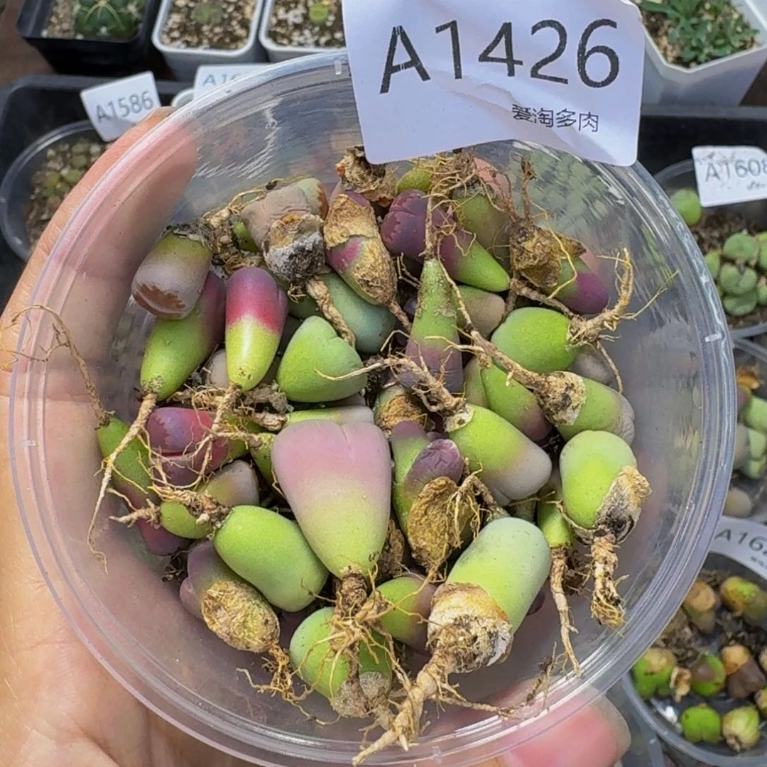 1426 生石花和肉锥