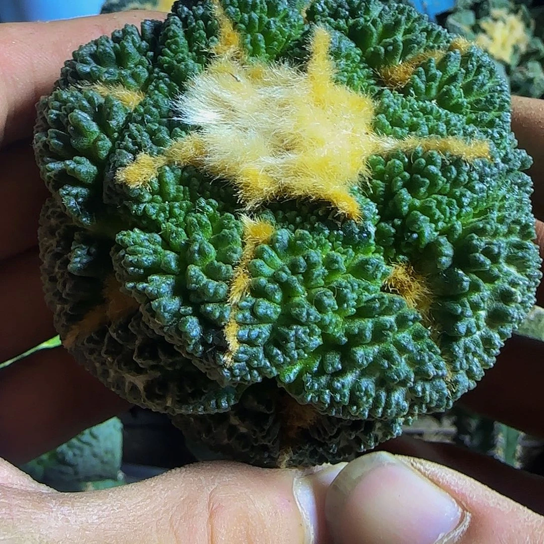 龟甲牡丹194仙人球