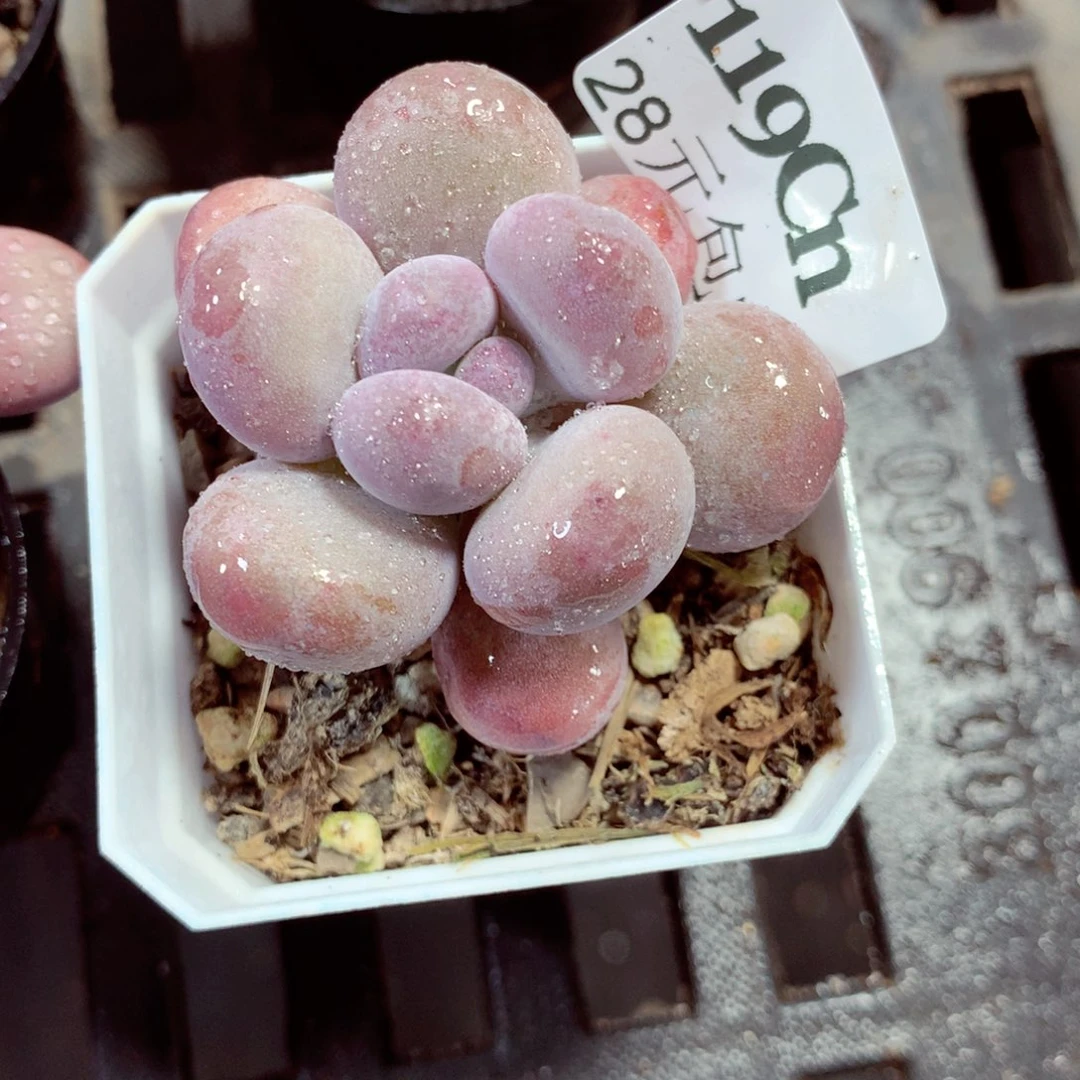 5厘米盆精控多肉119