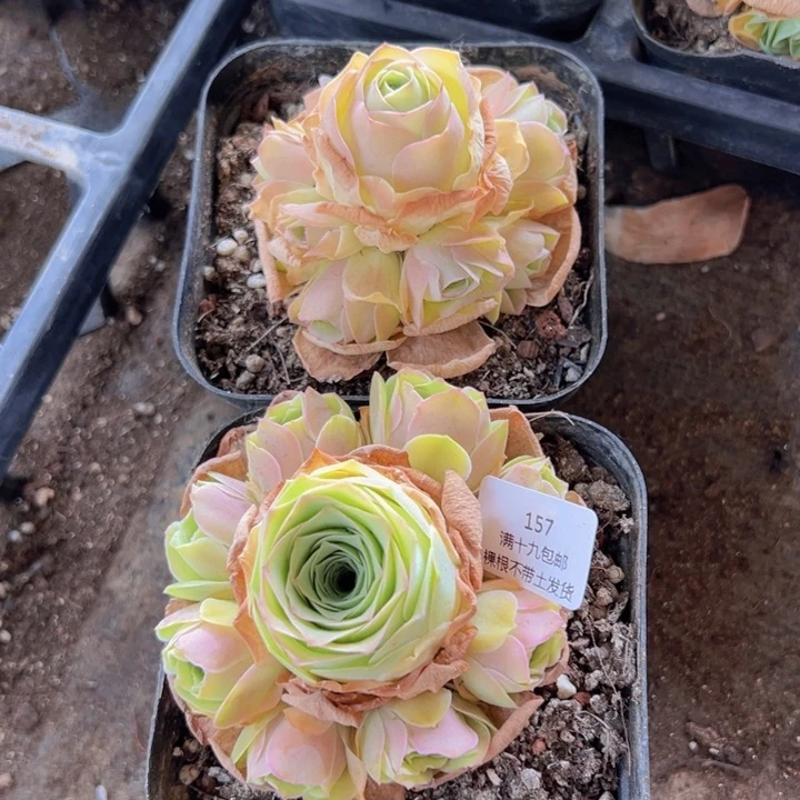 157 裸根不带土发货不包损