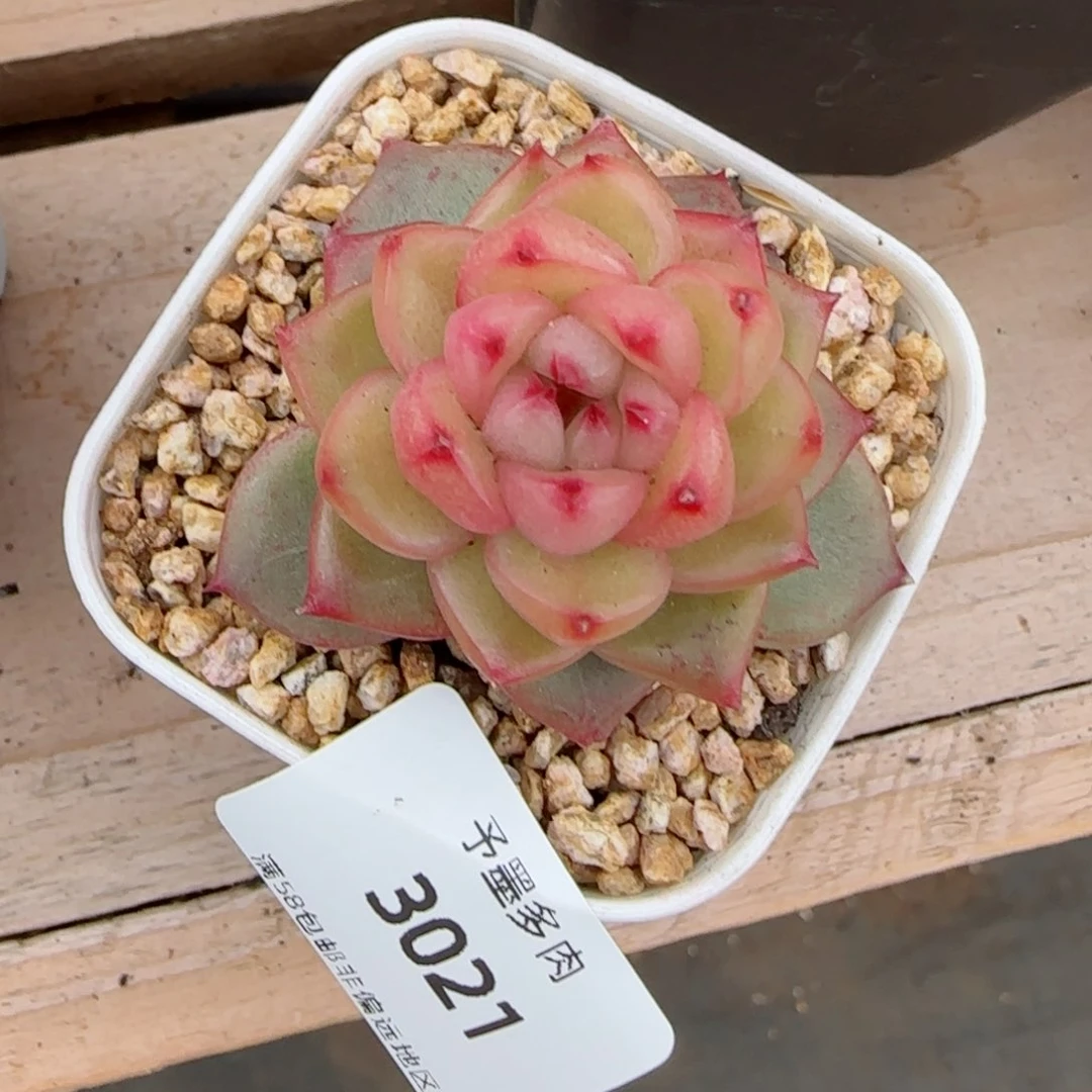 空灵珍妮，3021多肉植物