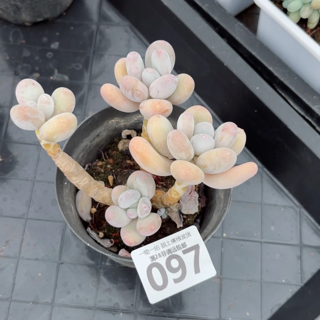 橙奶老桩无盆土发货