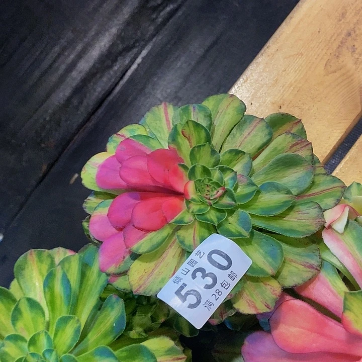 追**美530号多肉植物知否