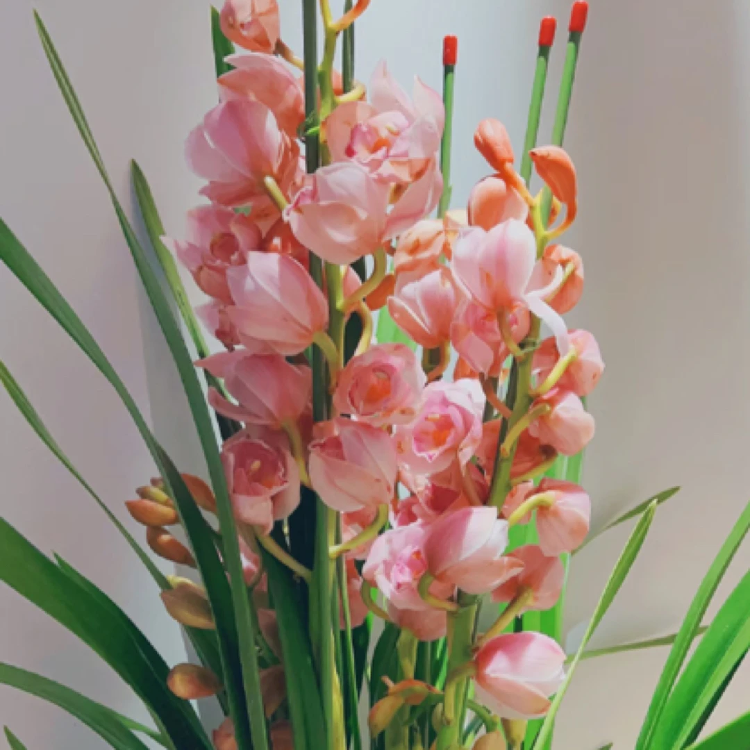 高端直兰 福娘 大花惠兰年宵花 室内花卉