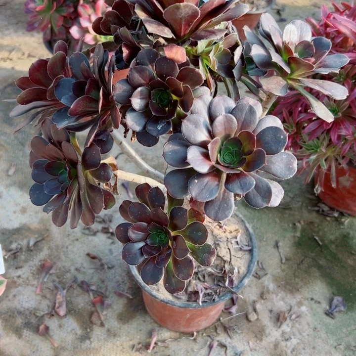 405圆叶多肉有断