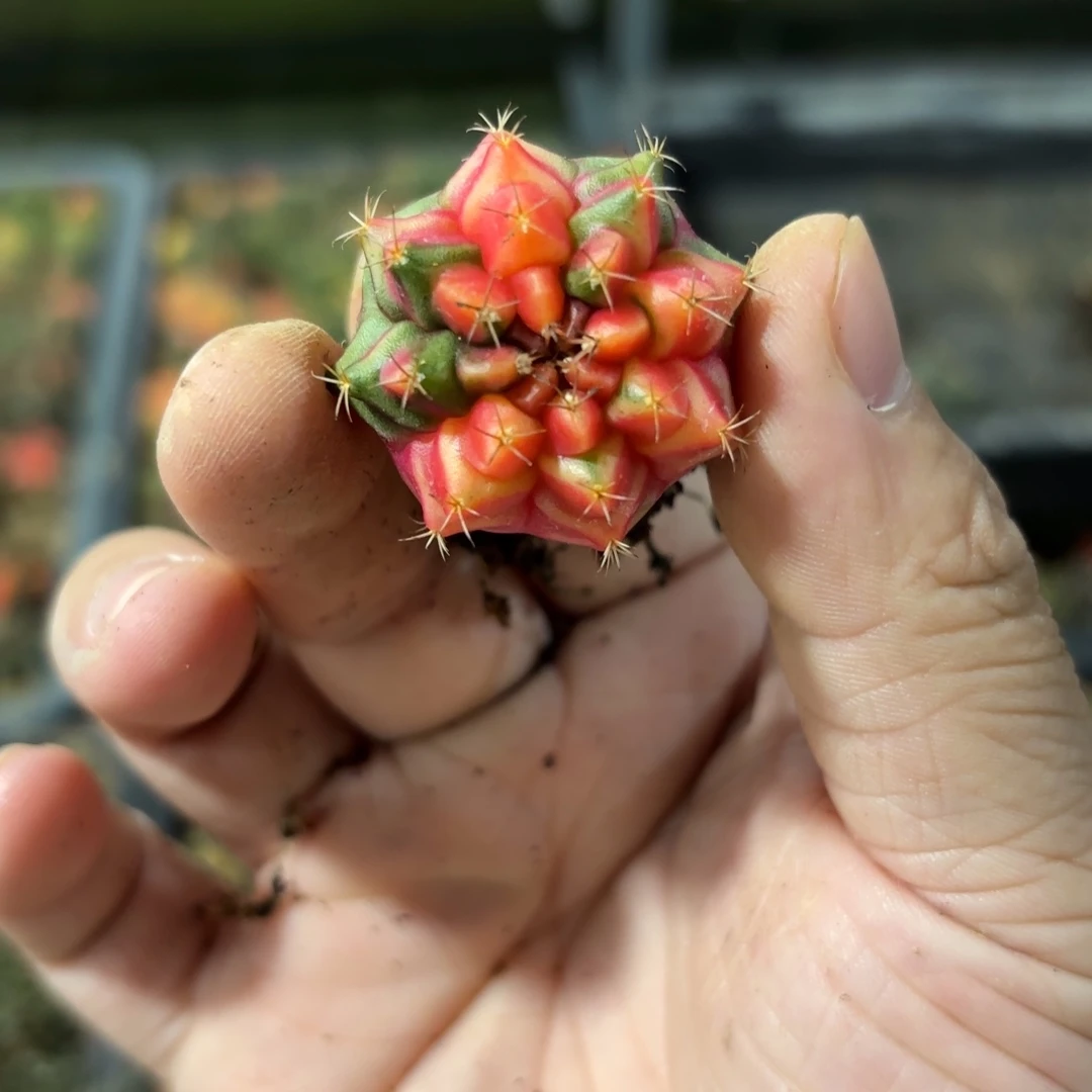 燚***爱泰国米哈实生724-1122