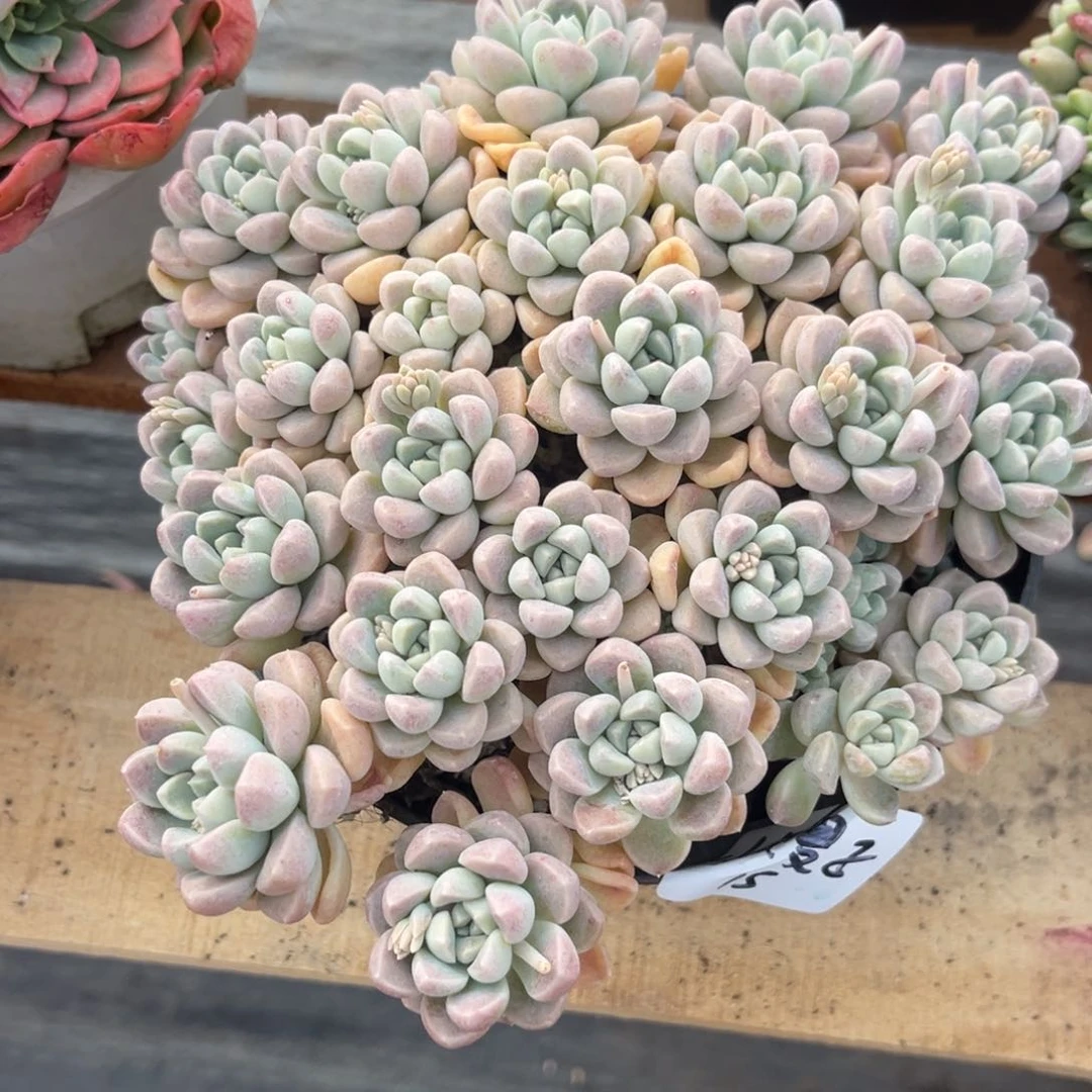 小**?鹅暖石多肉植物