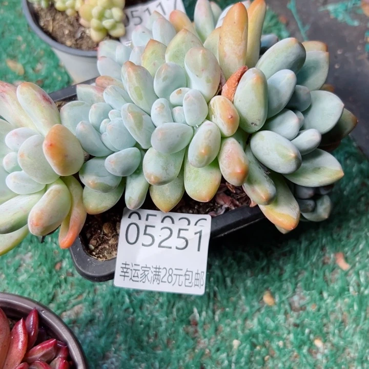 幸运的是我还在努力地