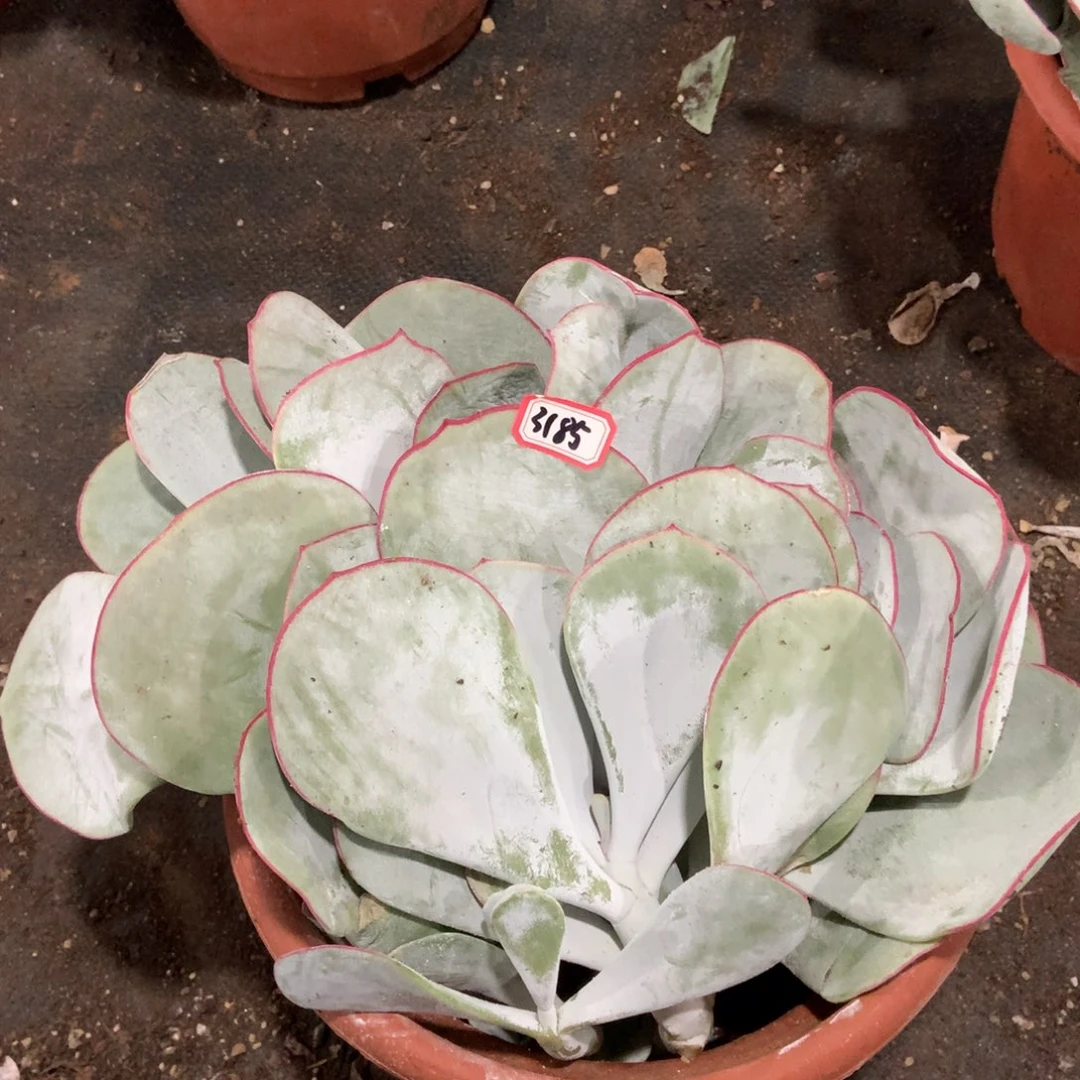 白眉3185晓晓一物一拍