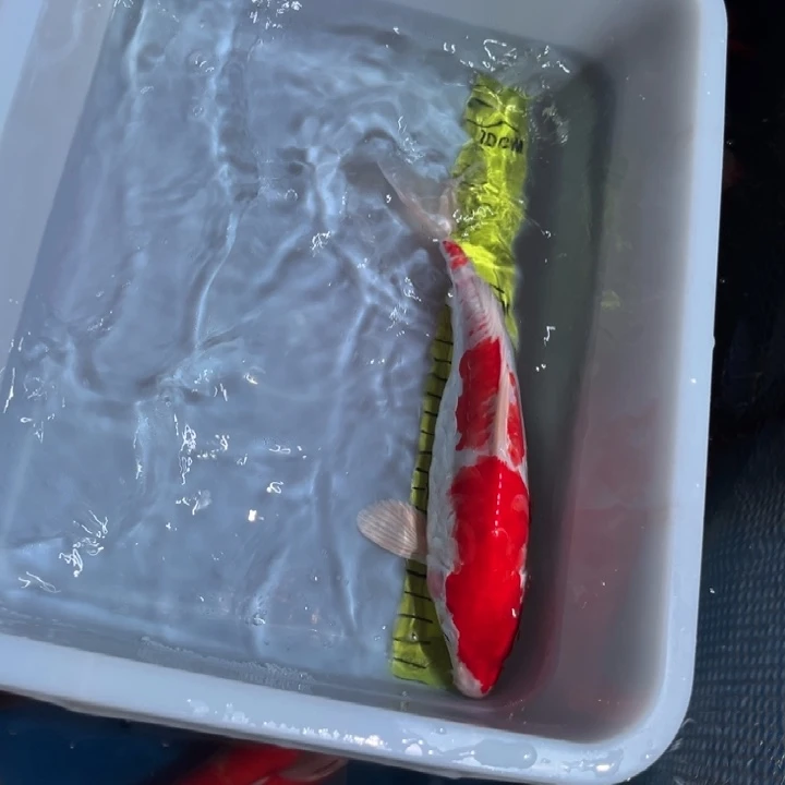 锦鲤锦鲤红白红龙