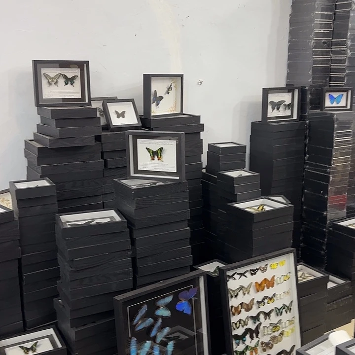 磨***精蝴蝶标本定制版海洋之星