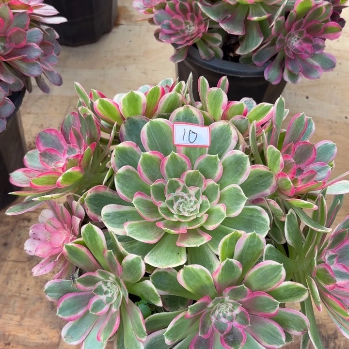 010特价孔雀翎无售后