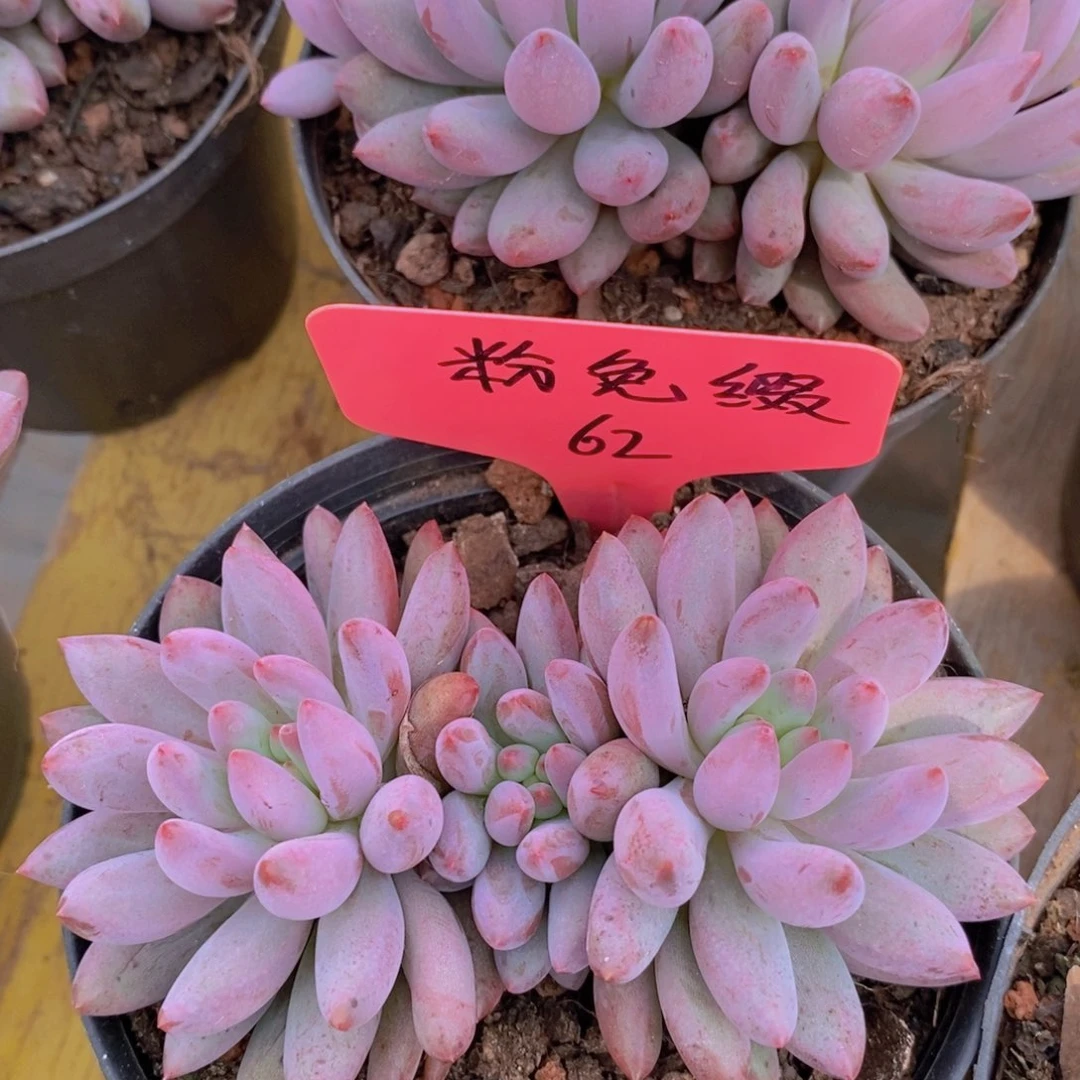 清位置，放寄养，仅限1.5天发货