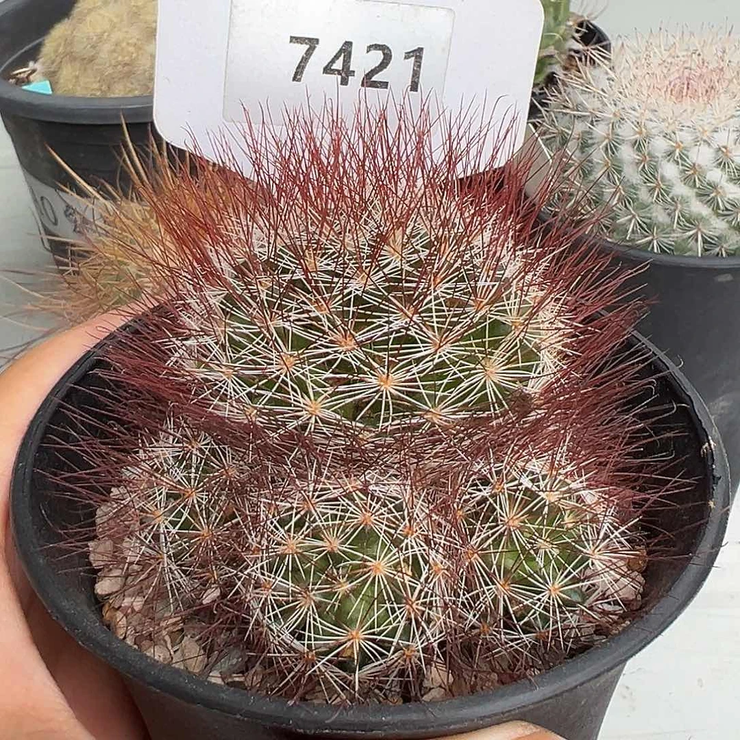 我***上7421 马库斯群实生裸根发货
