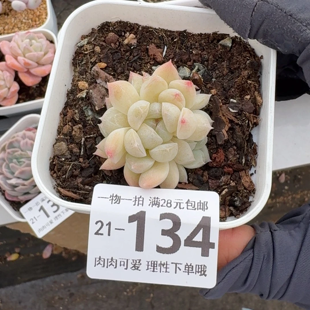 白梦无盆土发货无