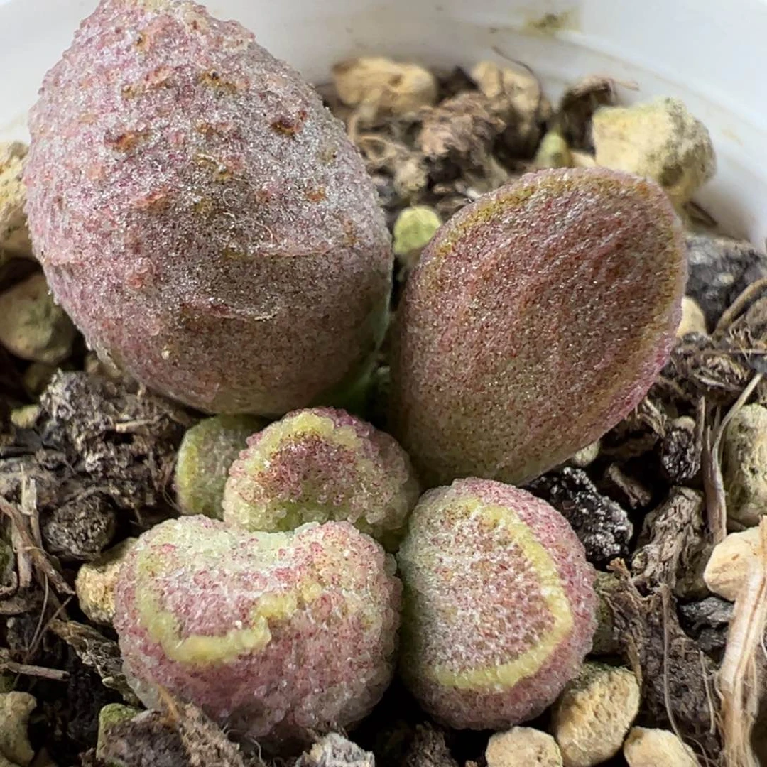 实生底叶苗纹路款多肉植物水泡