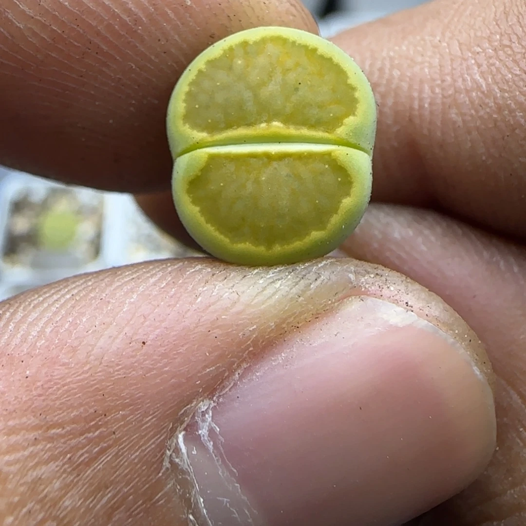 205 生石花大棚直播