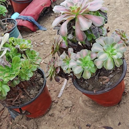 花纳加急发货法师29
