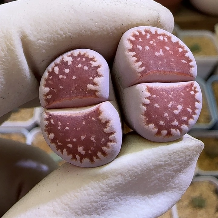 812草莓饼干福利福利