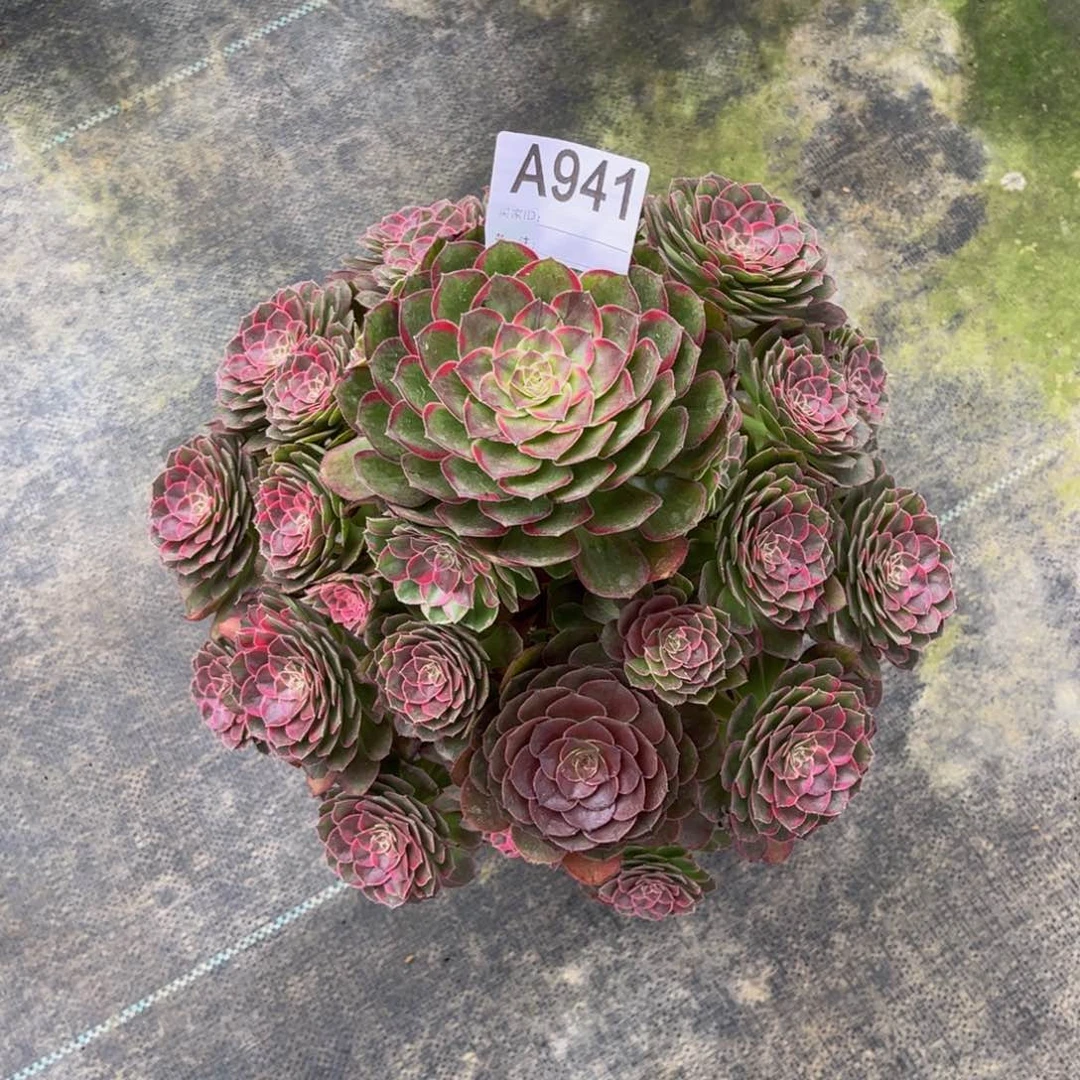 蜂***水水晶莲花0000000000941