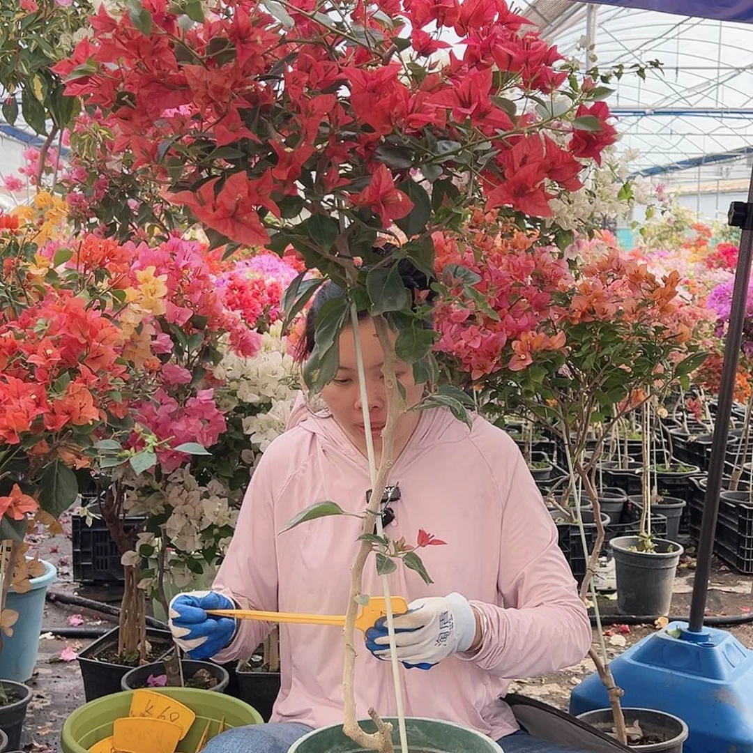 益***哥大部分花苞少量开放K47佩德罗