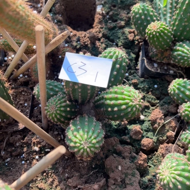 C31自根金牛大紫45