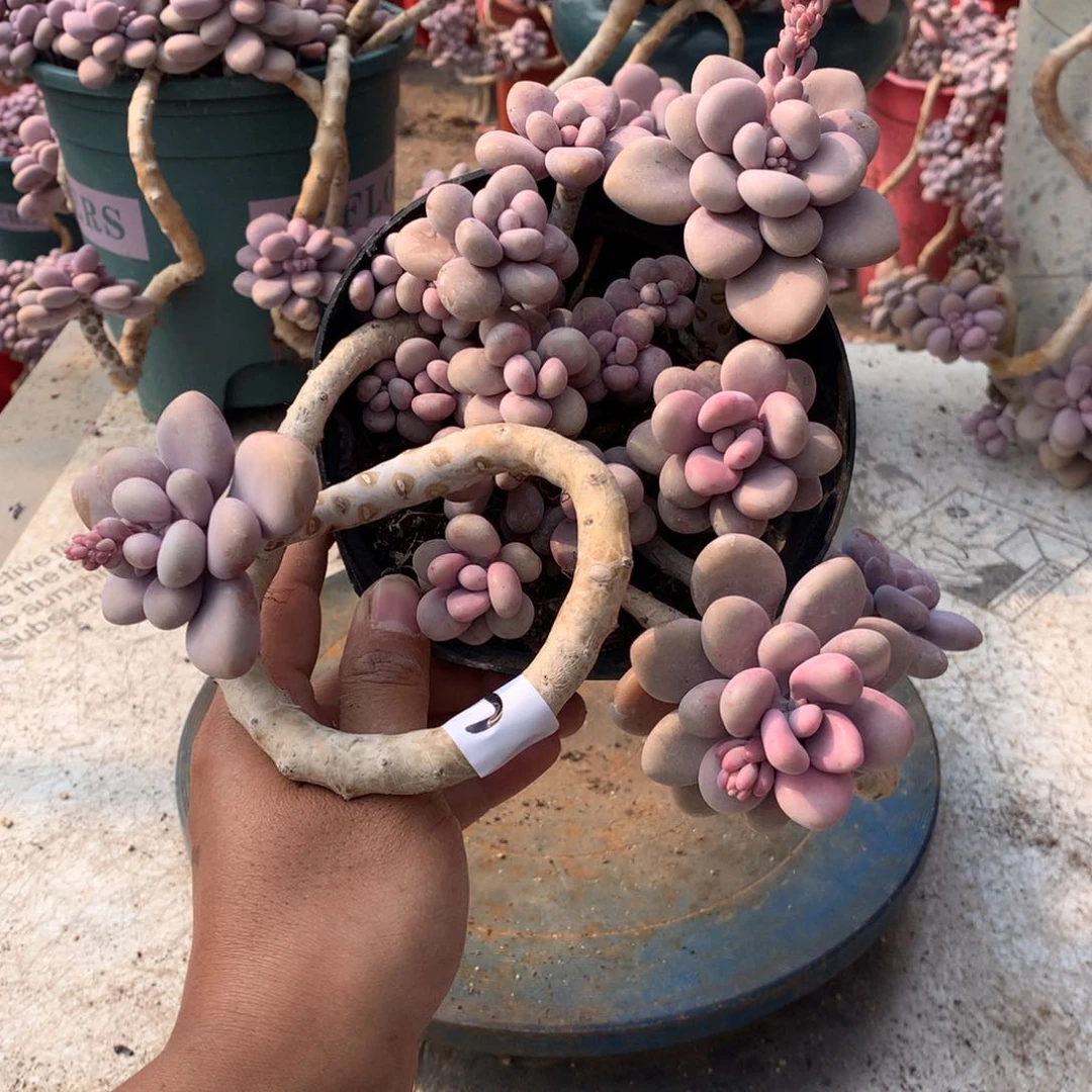 7一物一拍桃蛋老桩