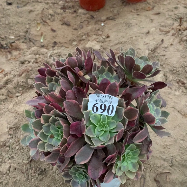 690金丝雀绣球阴阳4