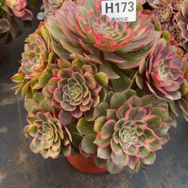 瑞妈，，。。。。。173莲花座，