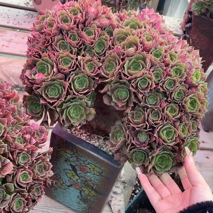 多肉和水果等作物等资源也得到