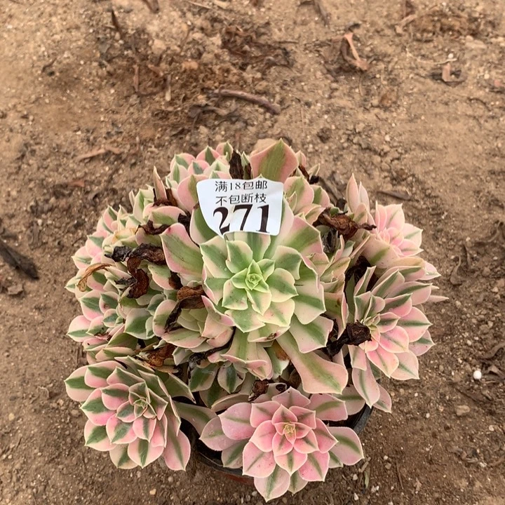 271粉女巫手捧2号