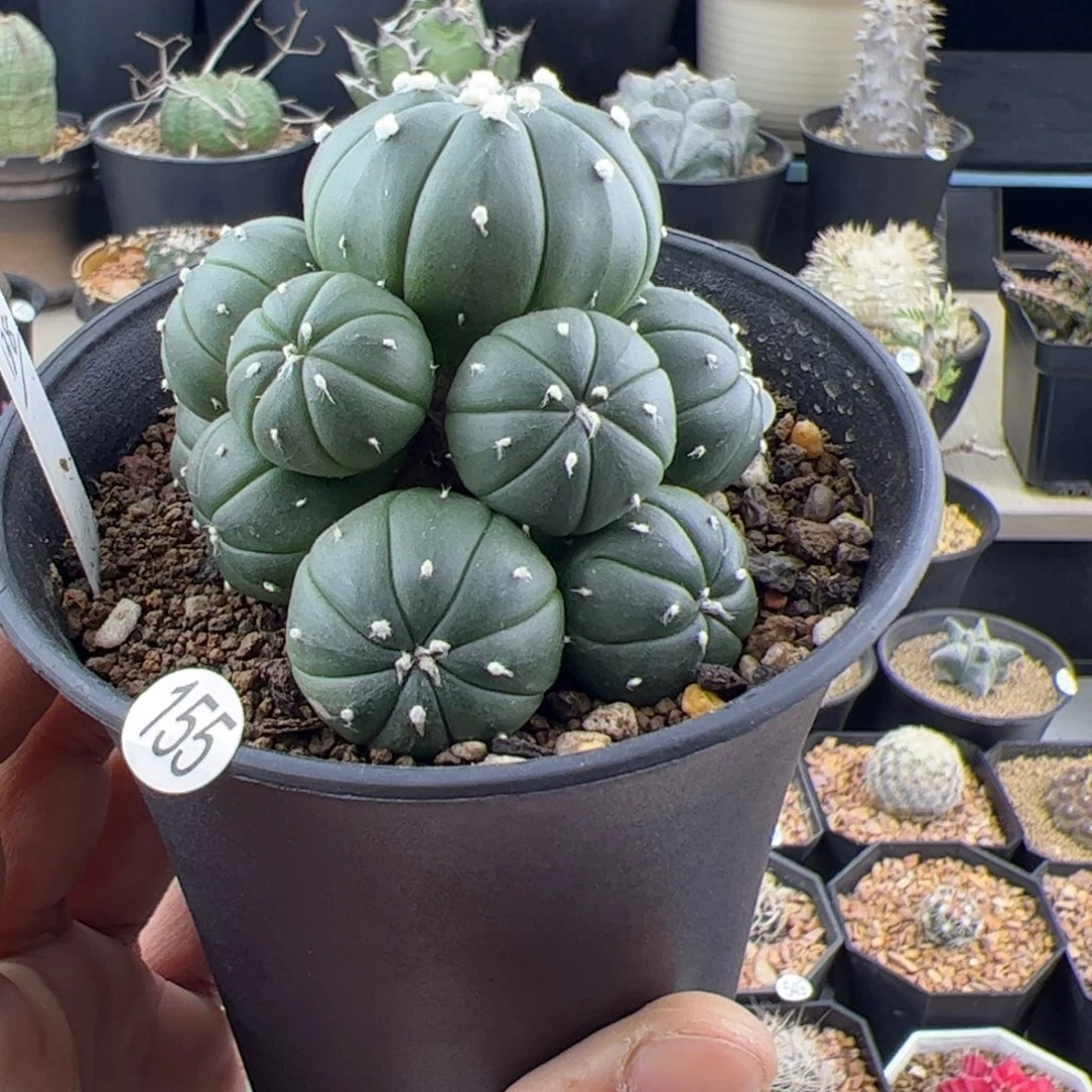 实生兜群一物一拍155