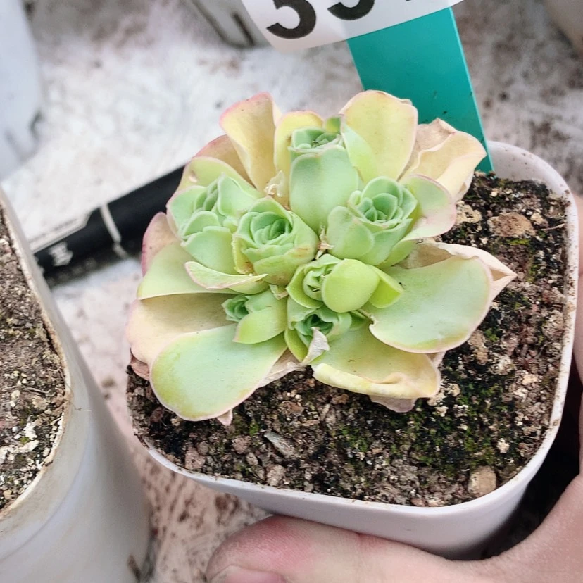 【闪购商品】凤yjj397花球
