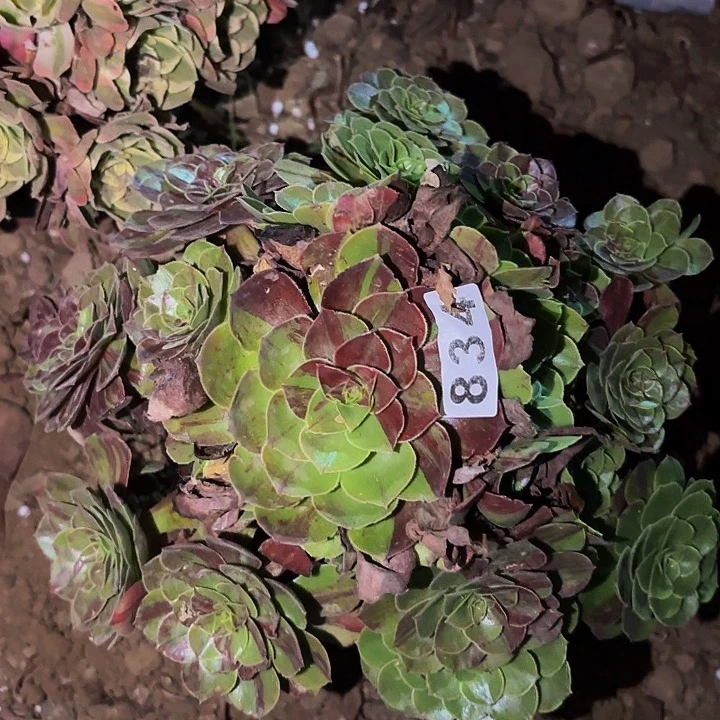 834花月夜多肉植物不售后