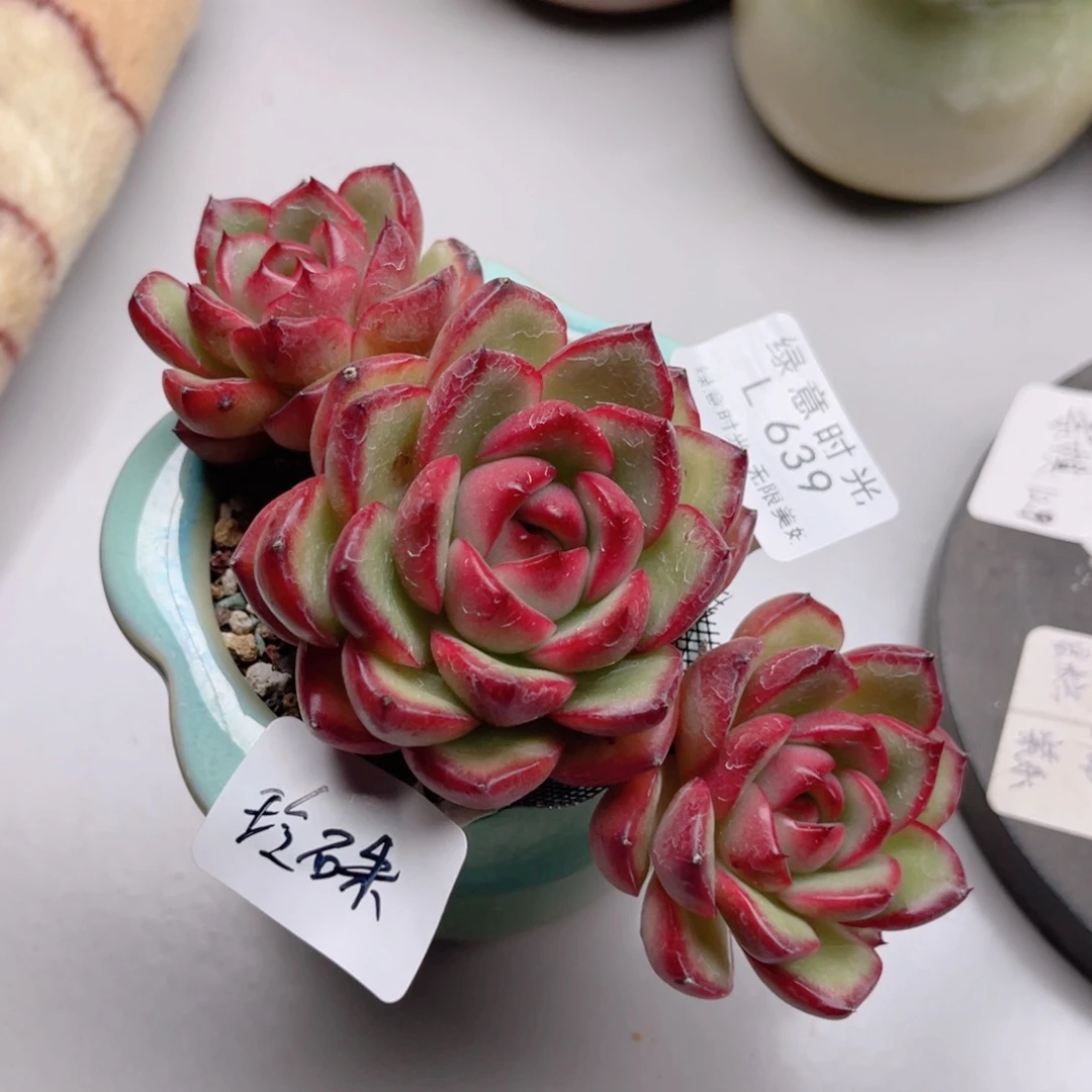 玲***硃639 万宝龙  带陶瓷盆发货 一物一拍