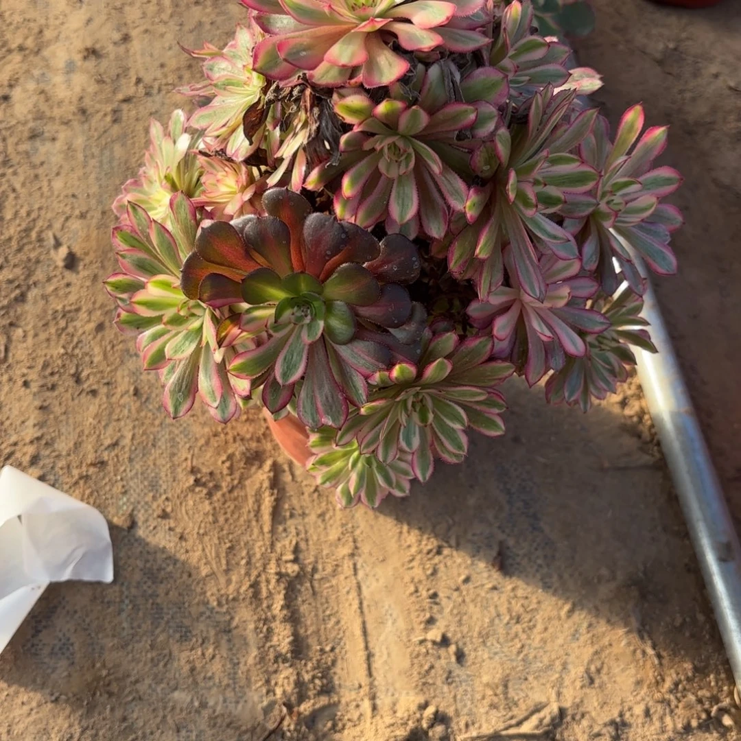 M. 1386白月光有断枝多肉12233